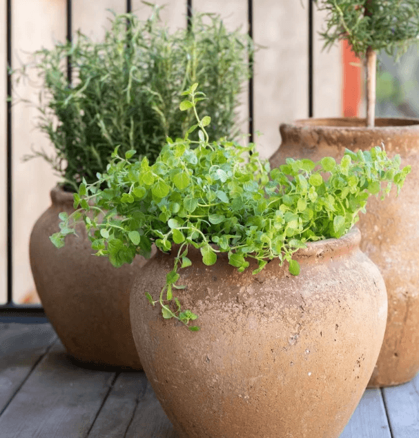 grønne planter til balkongen